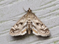 Parapoynx obscuralis