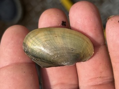 Potamilus fragilis