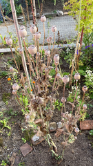 Papaver somniferum