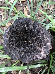 Strobilomyces