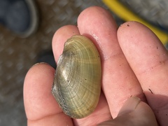 Potamilus fragilis