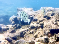Acanthurus triostegus