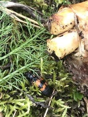 Nicrophorus defodiens