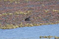 Porphyriops melanops