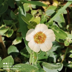 Kallstroemia rosei