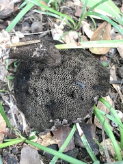 Strobilomyces