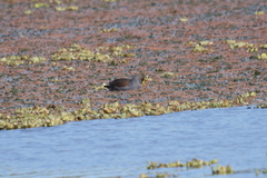 Porphyriops melanops