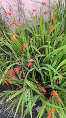 Crocosmia × crocosmiiflora