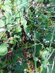 Peltigera aphthosa