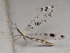 Dendroleon obsoletus