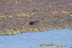 Porphyriops melanops