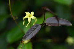 Cryptolepis sinensis