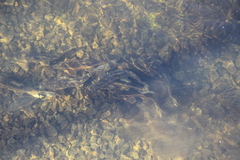 Catostomus commersonii