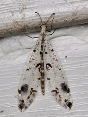 Dendroleon obsoletus