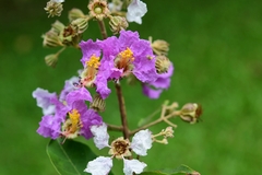 Lagerstroemia floribunda