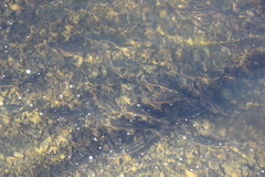 Catostomus commersonii