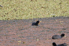 Fulica rufifrons
