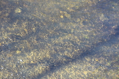 Catostomus commersonii