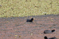 Fulica rufifrons