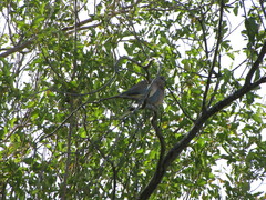 Streptopelia senegalensis
