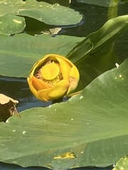Nuphar polysepala