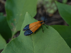 Calopteron terminale