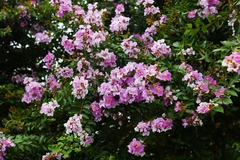 Lagerstroemia noei