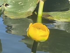 Nuphar polysepala