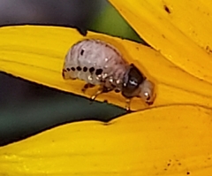 Doryphorina