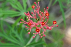 Jatropha multifida
