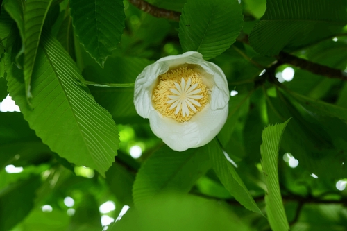 Dillenia indica