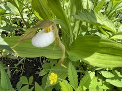 Cypripedium candidum