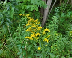 Solidago juncea