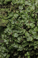 Marchantia
