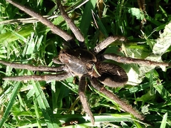Ancylometes concolor
