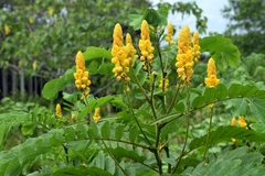 Senna alata