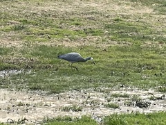 Egretta novaehollandiae