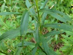 Solidago juncea