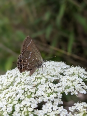 Callophrys gryneus