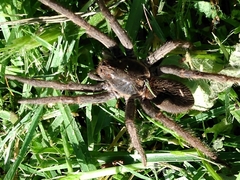 Ancylometes concolor
