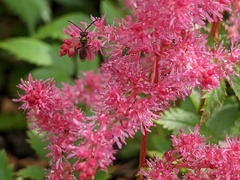 Augochlora pura