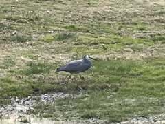 Egretta novaehollandiae
