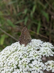 Callophrys gryneus