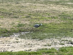 Egretta novaehollandiae