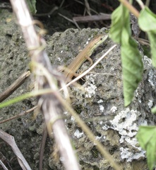 Takydromus wolteri