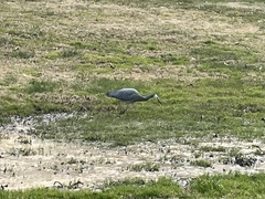 Egretta novaehollandiae