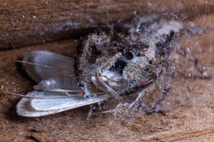 Platycryptus undatus