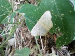 Scopula inductata