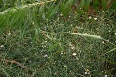 Symphyotrichum divaricatum