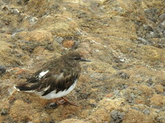 Arenaria melanocephala